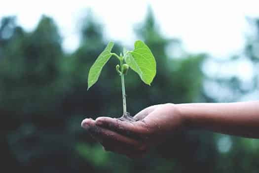 Uma mão, suja de terra, segura uma planta e um pouco de terra, representando o oposto do greenwashing.