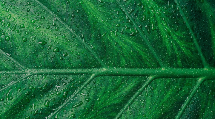 Photo by Scott Webb Folha de planta representando o conceito de marketing verde.